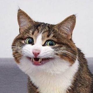 Telegram profile photo for Ладно, уговорили