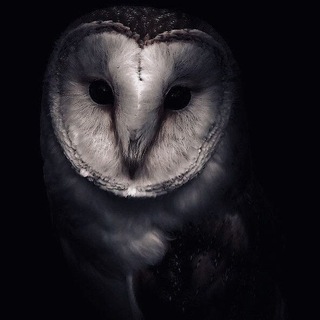 Telegram profile photo for 𓏲𝄢 Ꮲᴀдиᴏᴄᴛᴀнция ⷦ ꙵ ⷦ ꙷ