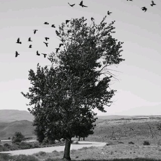 Telegram profile photo for خاموشخانه