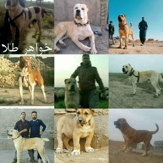 Telegram profile photo for خریدوفروش سگ خراسانی میش داشتی گوشتی بره نروماده اسب یورقه اکبر بهشتی نیشابور ۰۹۱۵۳۵۲۶۳۵۶ بازار دام نیشابور