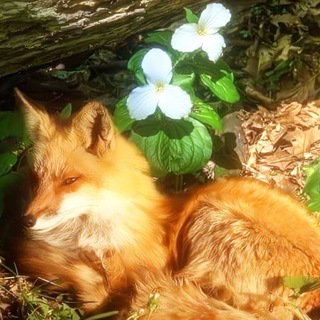 Telegram profile photo for Римская империя