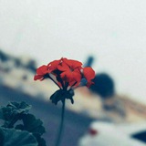 Telegram profile photo for عبارة ✍
