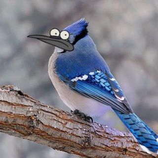 Telegram profile photo for Сойчин крінж 🇺🇦