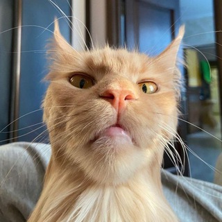 Telegram profile photo for Угарные кружочки