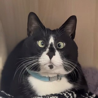 Telegram profile photo for MEME.JPEG