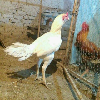 Telegram profile photo for فروشگاه لاری (بهمن کرمیان)