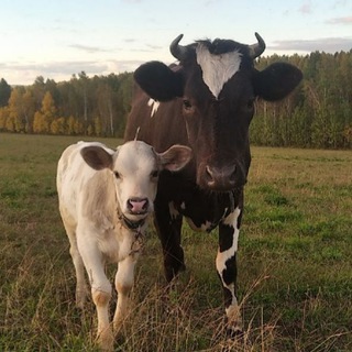 Telegram profile photo for 🌈☀️ГОМУТРА КОНЦЕНТРАТ – БАД ☘❤️