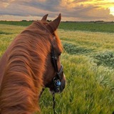 Telegram profile photo for Прыжок🐎