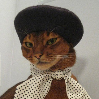 Telegram profile photo for Котосноб и немного неба