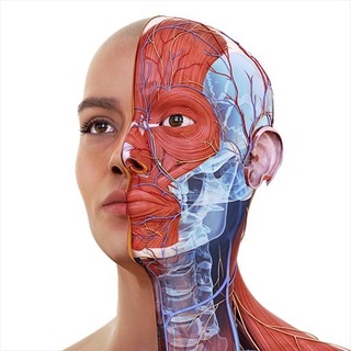 Telegram profile photo for Compass #Anatomay