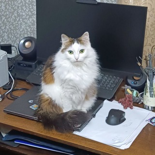 Telegram profile photo for Любимая кошка академика🦋