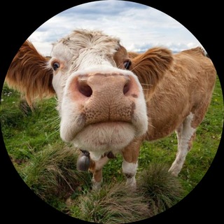 Telegram profile photo for лисикс