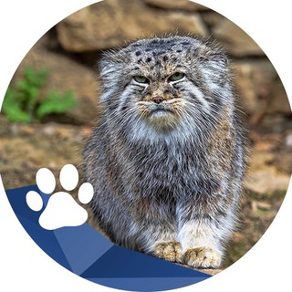 Telegram profile photo for Манул Тимофей