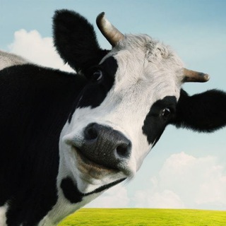 Telegram profile photo for Jual beli sapi 🐮🥬
