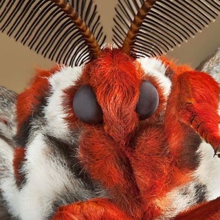 Telegram profile photo for ну типа koruii🌱
