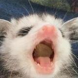 Telegram profile photo for 18+ подвальный mievishi