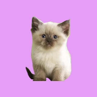 Telegram profile photo for нашкодила
