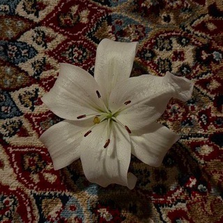 Telegram profile photo for _مَكاتيب.