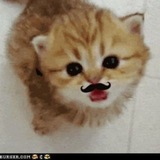 Telegram profile photo for лооол (кунитян клянусь)