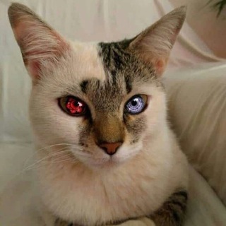 Telegram profile photo for R3LiFwOw-
