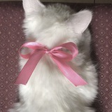 Telegram profile photo for 🎀𝙉𝙀𝙒 𝙉𝙀𝙒𝙎|𝙑𝙄𝘿𝙀𝙊