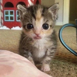 Telegram profile photo for r/pics
