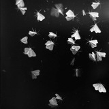 Telegram profile photo for MØTH THEORY | ARCHIVE