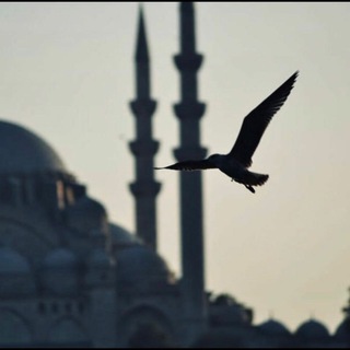 Telegram profile photo for تغريدات : عبدالعزيز الشثري