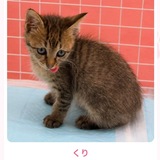 Telegram profile photo for Kuri - Kabosumama New Cat