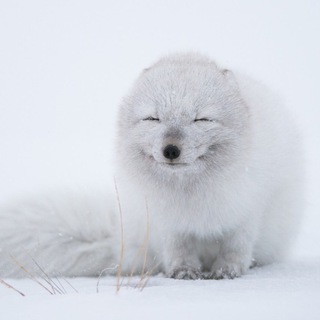 Telegram profile photo for Полный писец