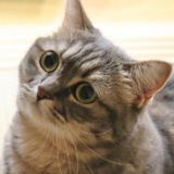 Telegram profile photo for Кокоа
