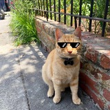 Telegram profile photo for Nola the Cat | ENTRY