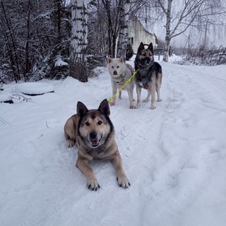 Telegram profile photo for Борские пройдохи