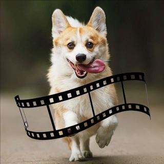 Telegram profile photo for 📽基仔電影解說🎞