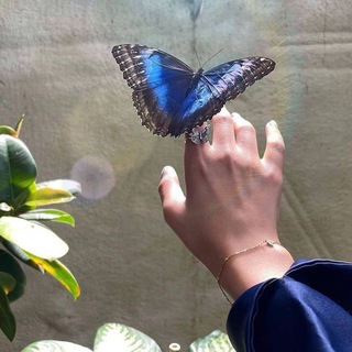 Telegram profile photo for - أوليسيس 🦋 .