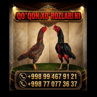 Telegram profile photo for 🐓 ☝️Qoʻqon N1 xo'rozlar🐓💯