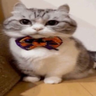 Telegram profile photo for spaced