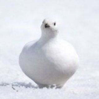 Telegram profile photo for Ketttul