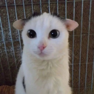 Telegram profile photo for bibgblk | Наращивание ресниц , ламинирование ресниц, Оформление бровей Пермь | Обучение