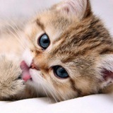 Telegram profile photo for ˙·٠•● КОТЁНОК ●•٠·˙