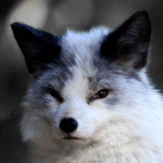 Telegram profile photo for Foxcore / Лисы