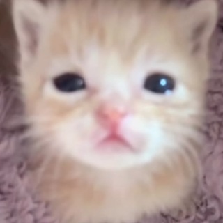 Telegram profile photo for itam1<333 #дцп (* ^ ω ^)