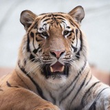 Telegram profile photo for RAHUL KR SINGH™