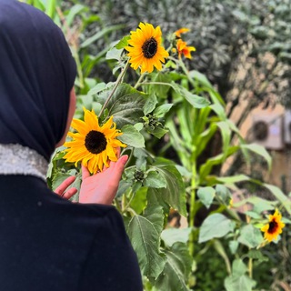 Telegram profile photo for شِـۿﮧد