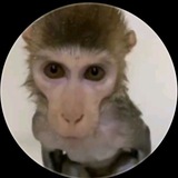 Telegram profile photo for nekro
