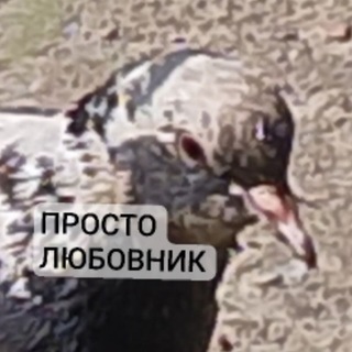 Telegram profile photo for шитпосто пневмы