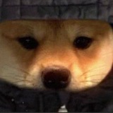 Telegram profile photo for DogWifHood