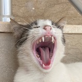 Telegram profile photo for ~ КотёнышЬ ~