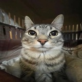 Telegram profile photo for ZAZU Portal