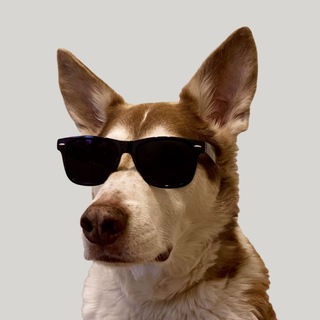Telegram profile photo for ITDog Chat